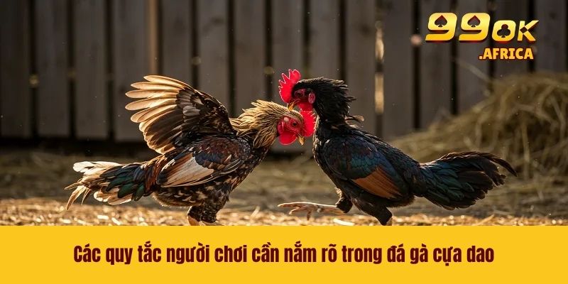 Đá Gà Cựa Dao - Đọ Sức Cùng Những Chiến Kê Chất Lượng 4 Các quy tắc người chơi cần nắm rõ trong đá gà cựa dao