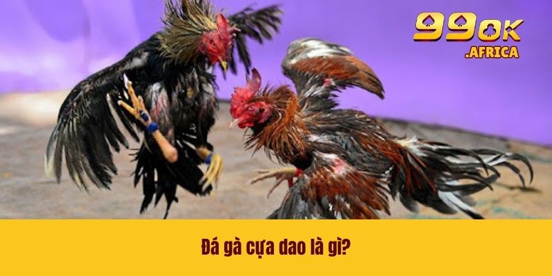 Đá Gà Cựa Dao - Đọ Sức Cùng Những Chiến Kê Chất Lượng 2 Đá gà cựa dao là gì?