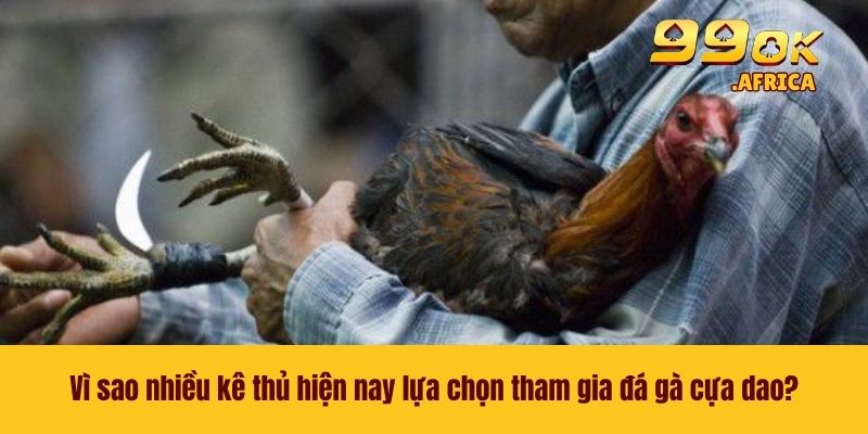 Đá Gà Cựa Dao - Đọ Sức Cùng Những Chiến Kê Chất Lượng 3 Vì sao nhiều kê thủ hiện nay lựa chọn tham gia đá gà cựa dao?